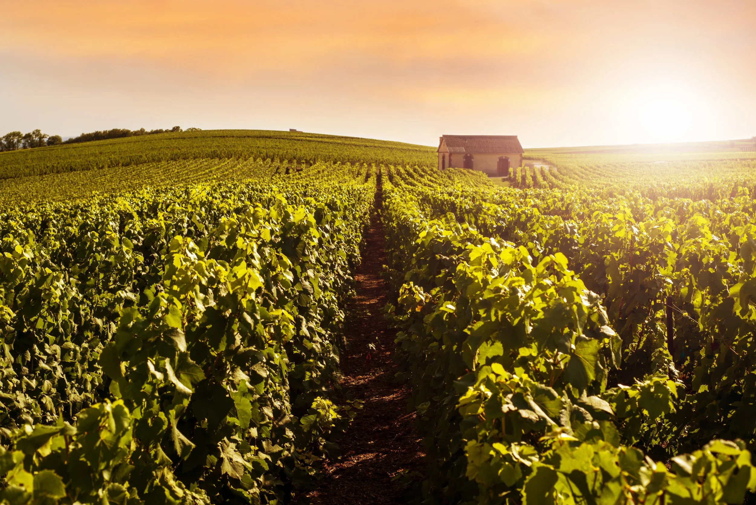 Champagne Day Trip from Paris – Tours, Tickets & Tasting Champagne Day Trip from Paris – Tours, Tickets & Tasting