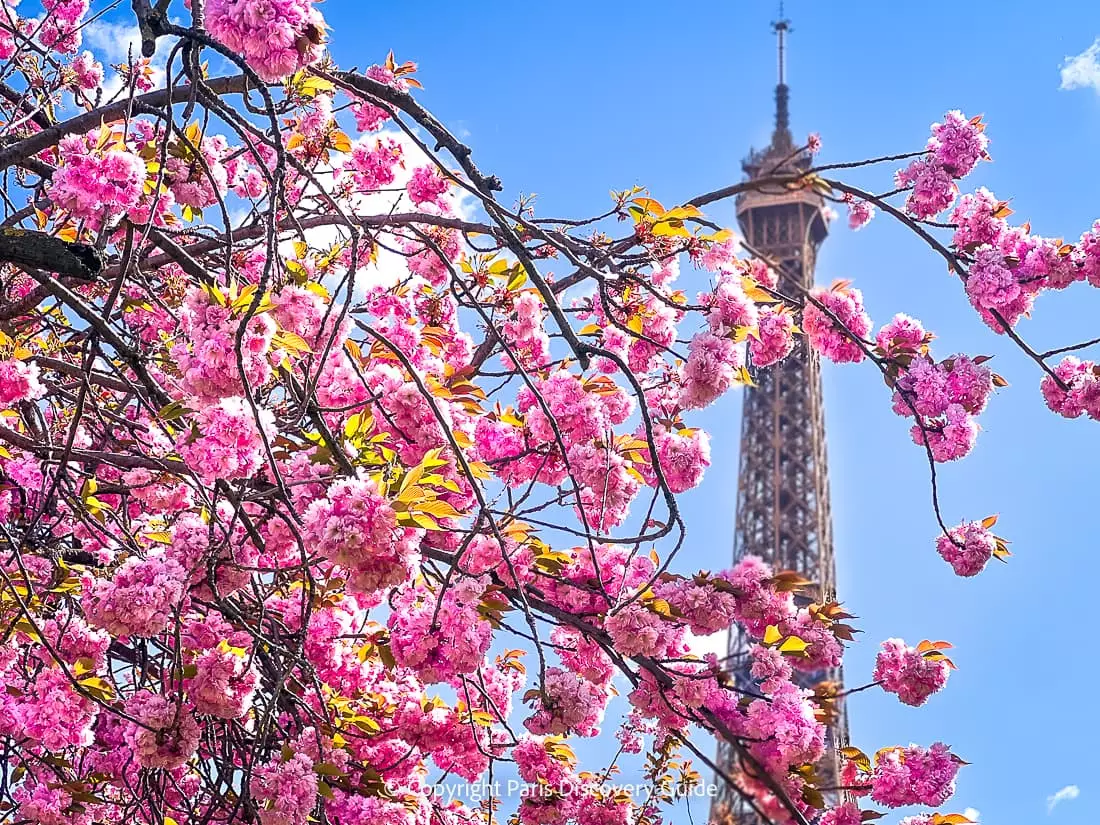 View of the Eiffel Tower from Trocadero during April when cherry trees bloom